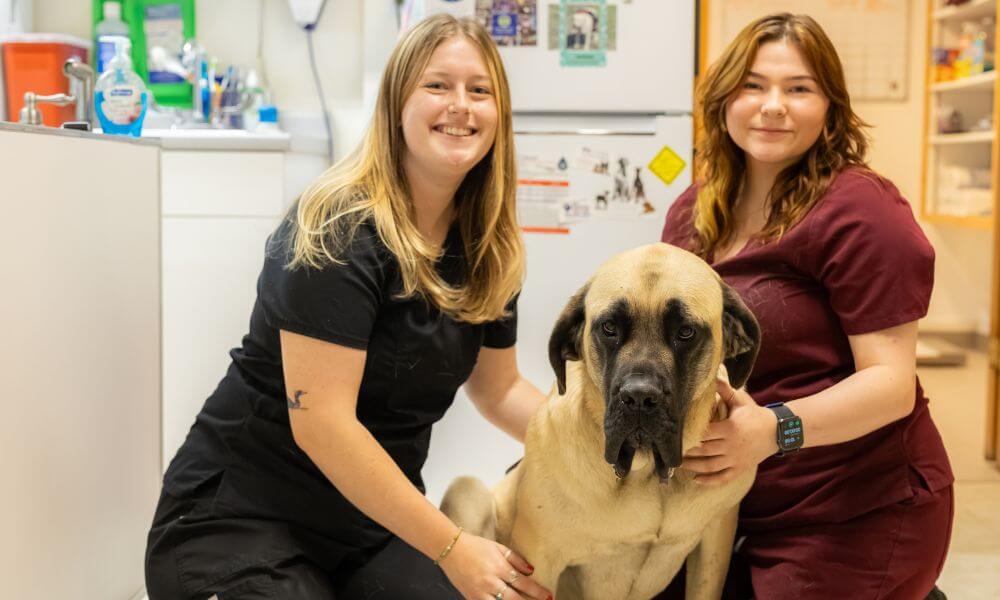 two veterinary doctor with a dog