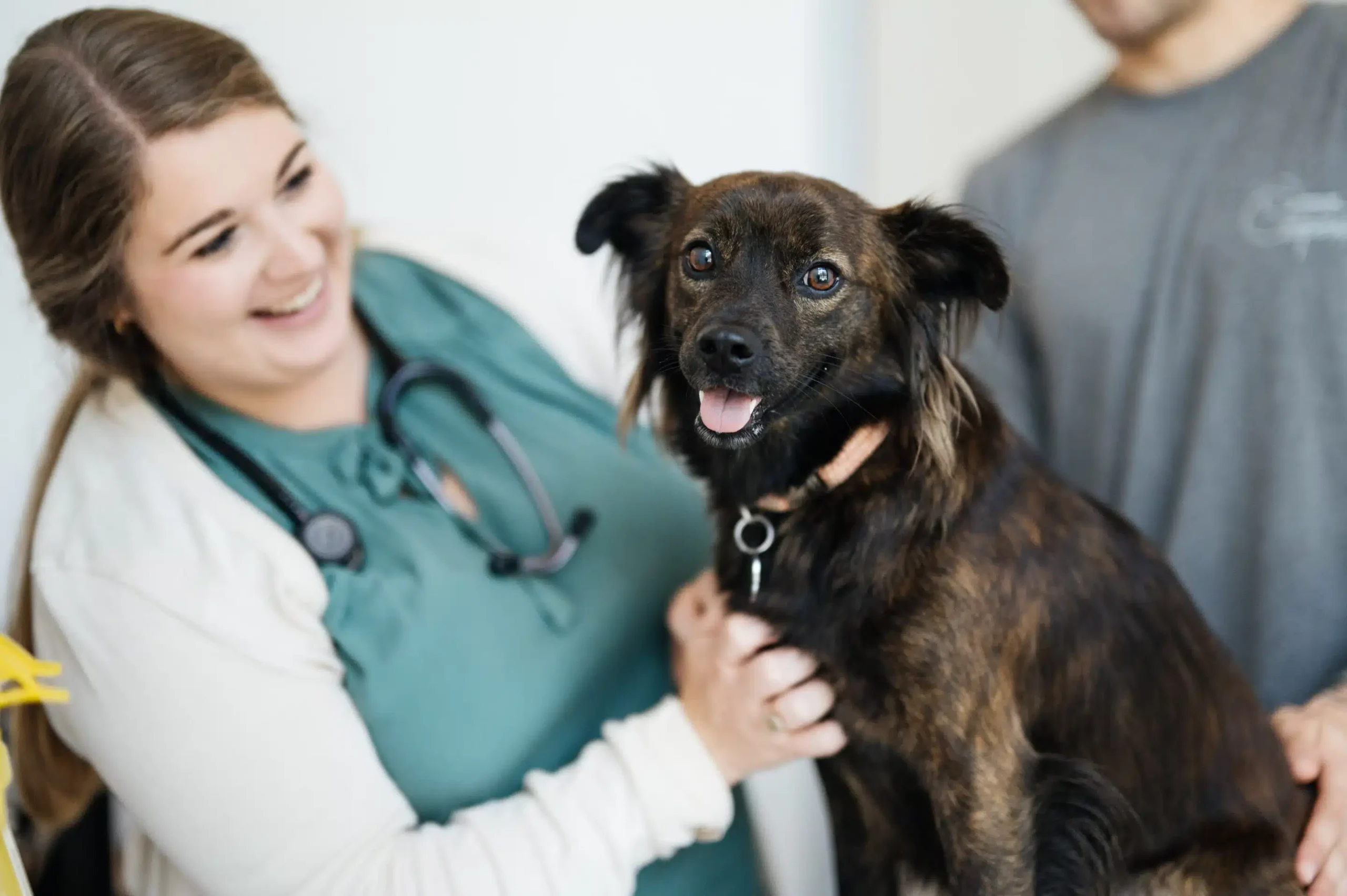 Common-Companion-1-scaled.jpg Vet examining a dog with its owner standing behind it